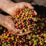 قهوه تک خاستگاه اتیوپی گدب برشته کاری امکان-فراوری