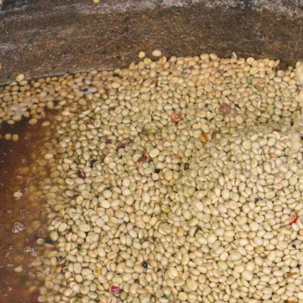 قهوه تک خاستگاه کنیا ال گن برشته کاری امکان-فراوری