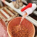 قهوه تک خاستگاه کلمبیا سیدرا برشته کاری امکان-فراوری