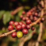 قهوه تک خاستگاه اتیوپی دووانچو برشته کاری امکان-زیرگونه