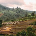 قهوه تک خاستگاه اتیوپی دووانچو برشته کاری امکان-منطقه