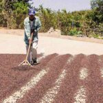 قهوه تک خاستگاه اتیوپی دووانچو برشته کاری امکان-فراوری