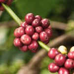 قهوه تک خاستگاه اتیوپی یرگاچف برشته کاری امکان-زیرگونه