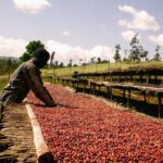 قهوه تک خاستگاه اتیوپی یرگاچف برشته کاری امکان-مزرعه