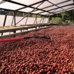 قهوه تک خاستگاه اتیوپی یرگاچف برشته کاری امکان-فرآوری