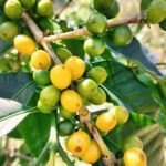 قهوه تک خاستگاه کلمبیا ماکارنا برشته کاری امکان-زیرگونه