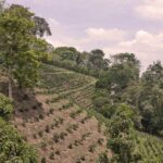 قهوه تک خاستگاه کلمبیا ماکارنا برشته کاری امکان-مزرعه