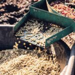 قهوه تک خاستگاه کلمبیا ماکارنا برشته کاری امکان-فراوری