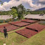 قهوه تک خاستگاه پرو کاخامارکا برشته کاری امکان-فراوری