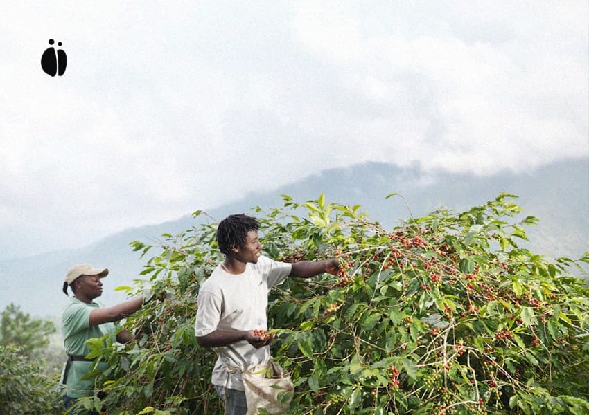 تأثیر قیمت C بر رفتار مصرفکنندگان