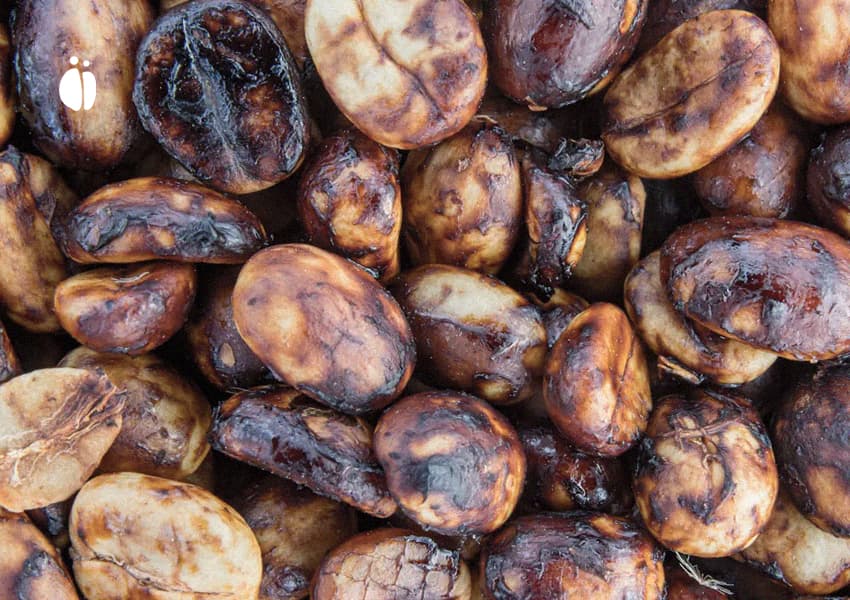 جنجال پیرامون قهوههای اینفیوزشده و همتخمیر